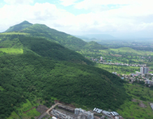 Forest Mountain Range